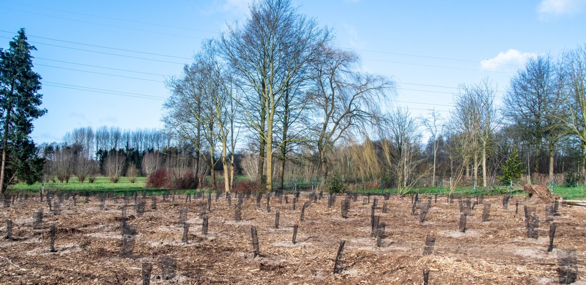 Buderus s'engage pour l'environnement avec la Blue Forest.