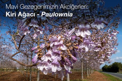 Kiri ağacı