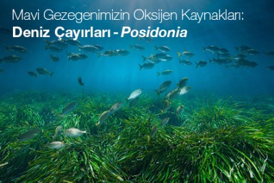 Deniz çayırları